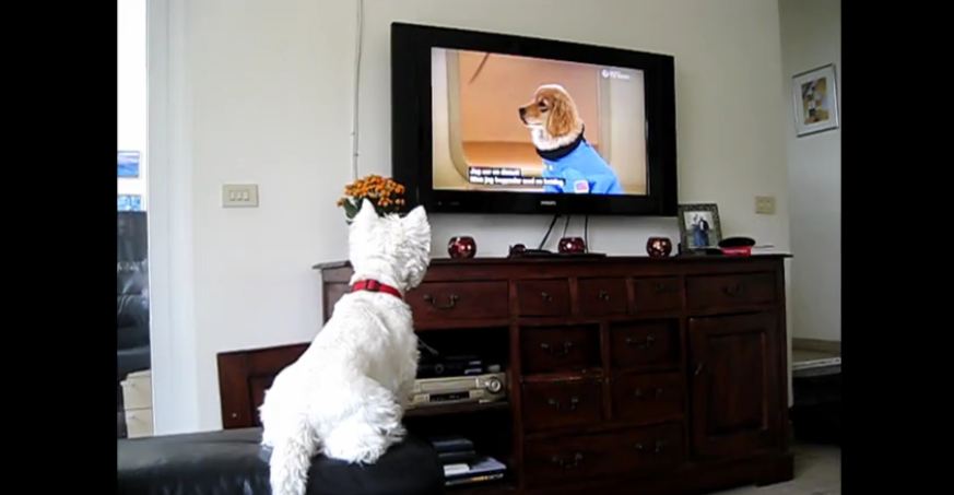 Excited Westie dog loves watching TV