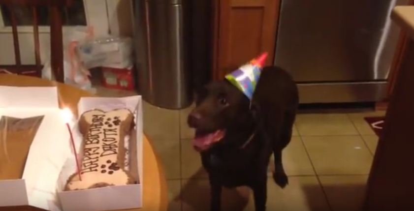 Dog Is So Excited About Her Birthday Cake, She’s Jumping For Joy!