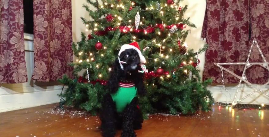 Dog performs series of Holiday-inspired tricks