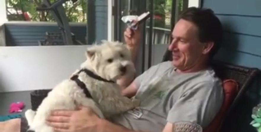 Westie dog adorably gives kisses on command