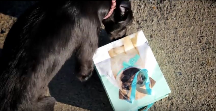 Homeless Dogs open Christmas Gifts