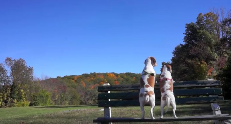 These Two Happy Little Pups Love Nothing More Than Playing In Leaves