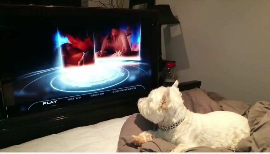 Dog couldn’t care less about ‘Star Wars’ hype