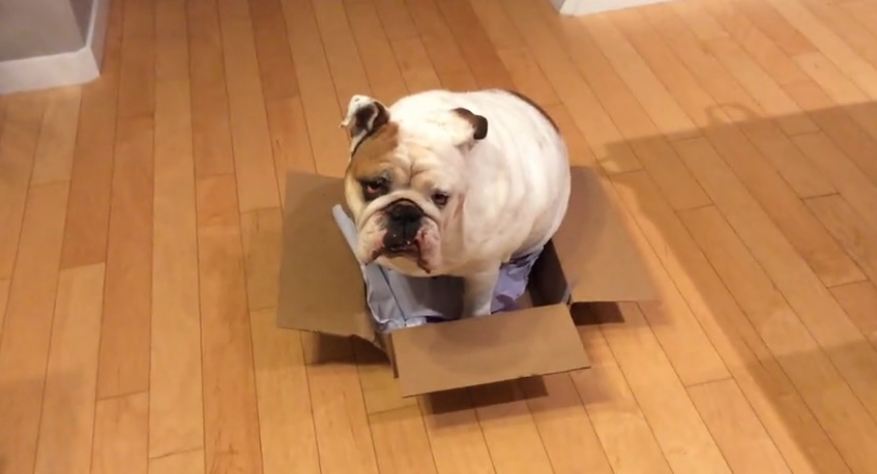 Determined Bulldog attempts to sit inside very small box