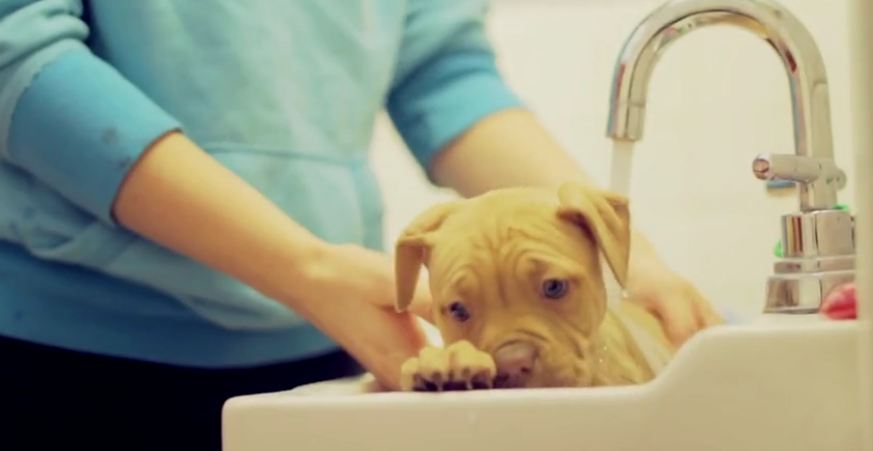 Pit Bull puppy receives her first bath at new home