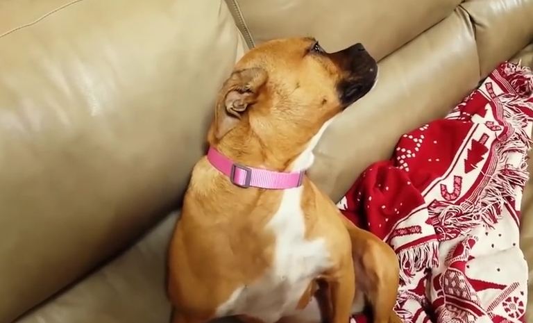 All Of These Dogs Are Guilty, But It’s Impossible To Stay Mad At Any Of Them