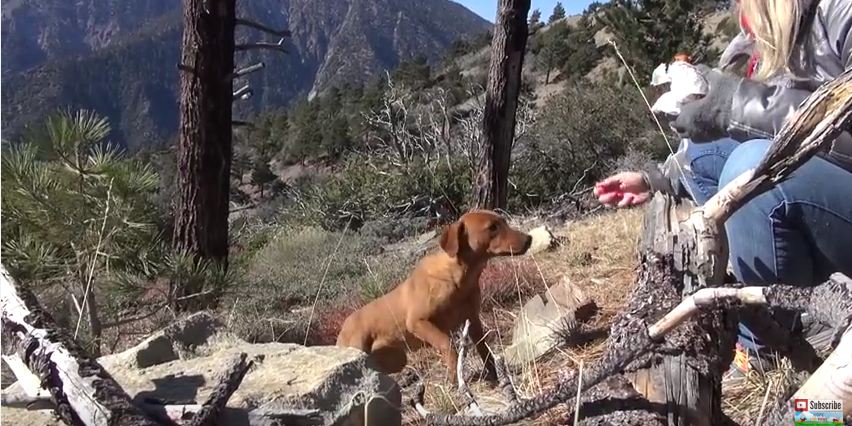 Three Feral Dogs Living On A Mountain Were Starving, But These Angels Saved Them