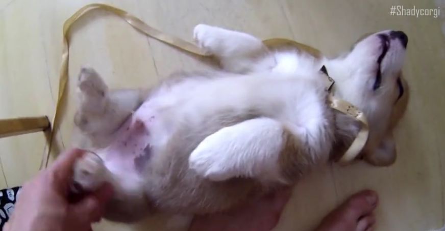 Sleeping Corgi puppy will melt your heart!