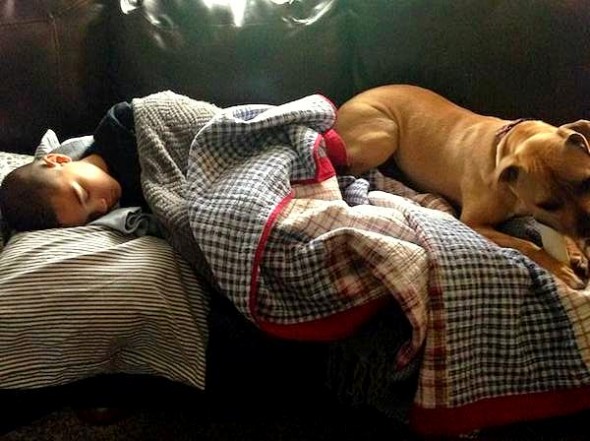 Adopted Pit Bull Saves Boy Having a Seizure