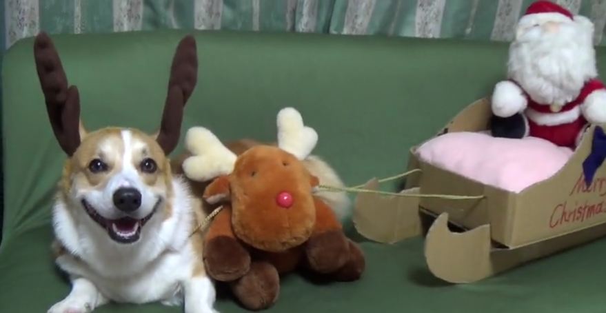 Happy reindeer corgi will warm your heart