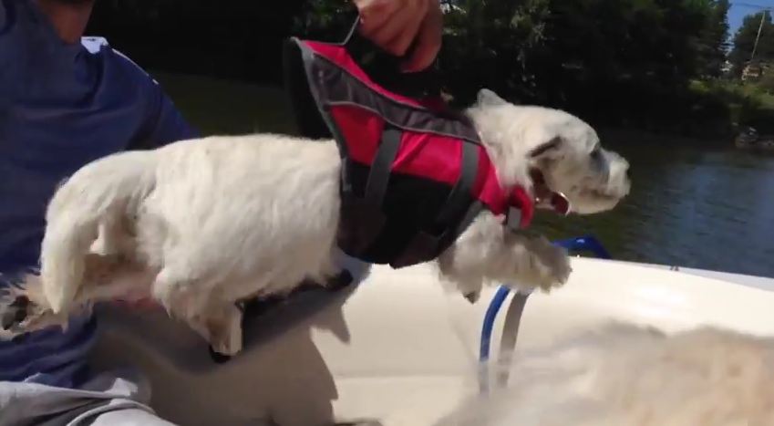 Little Dog Just Can’t Wait to Swim