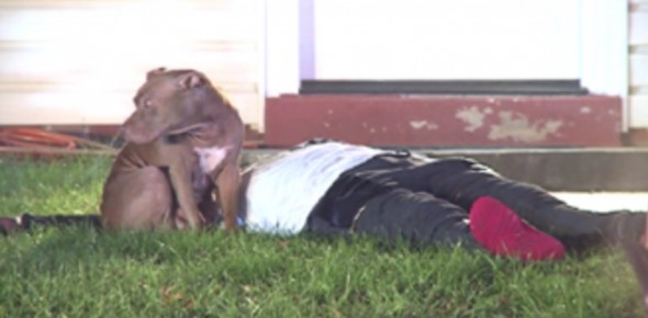 Pit Bull Stands Guard Over Injured Human After Fire
