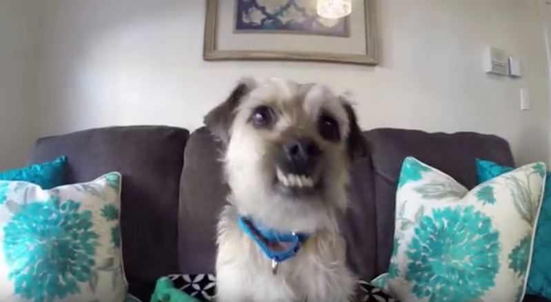 Abused Dog Smiles and Hopes to Find New Home