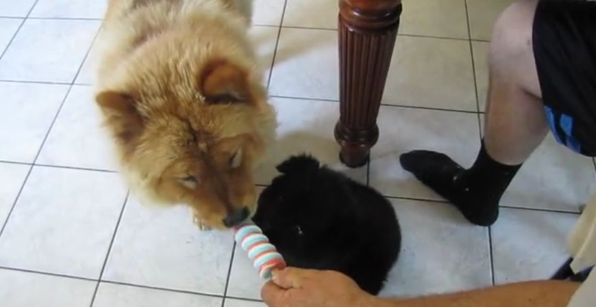 Adorable Chow Chow Dogs Enjoy a Popsicle