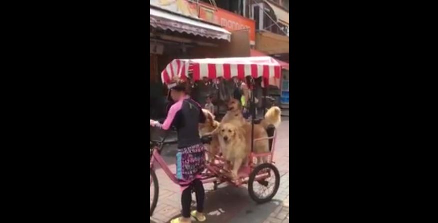 Three dogs casually enjoy a bike ride