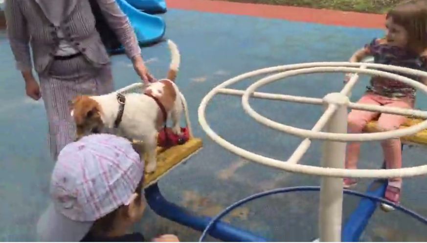 Dog casually enjoys ride on a carousel