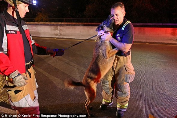 Dog Showers Rescuer with Kisses as a Thank You