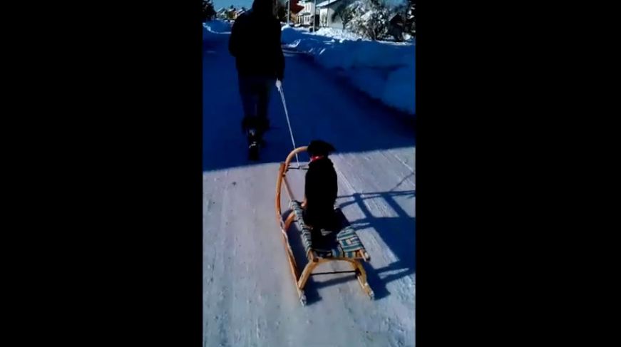 Dog enjoys sleigh ride