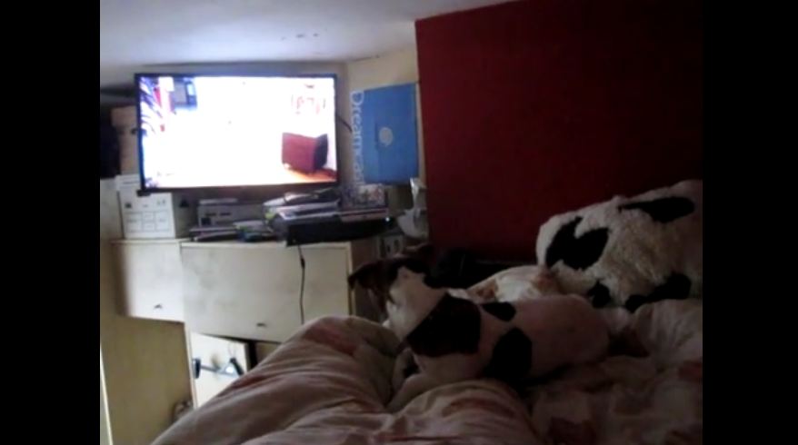 Dog Enjoys Watching TV!