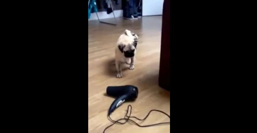 Pug puppy unsure about owner’s hair dryer