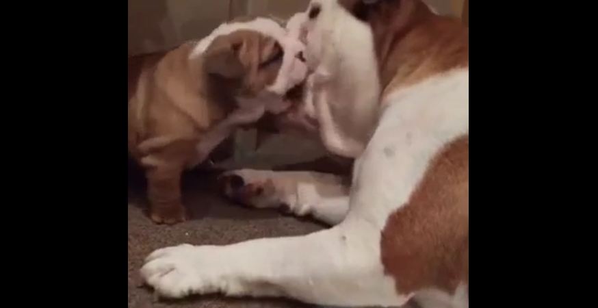 Fearless puppy plays with adult Bulldog
