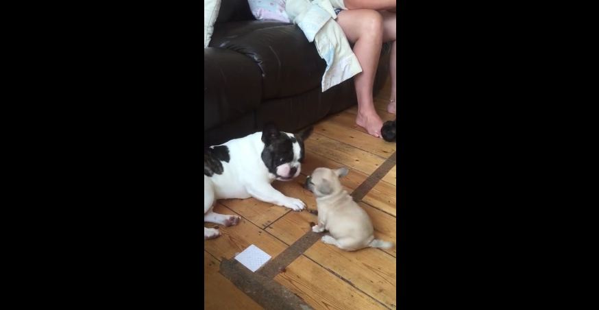 French bulldog plays with puppy