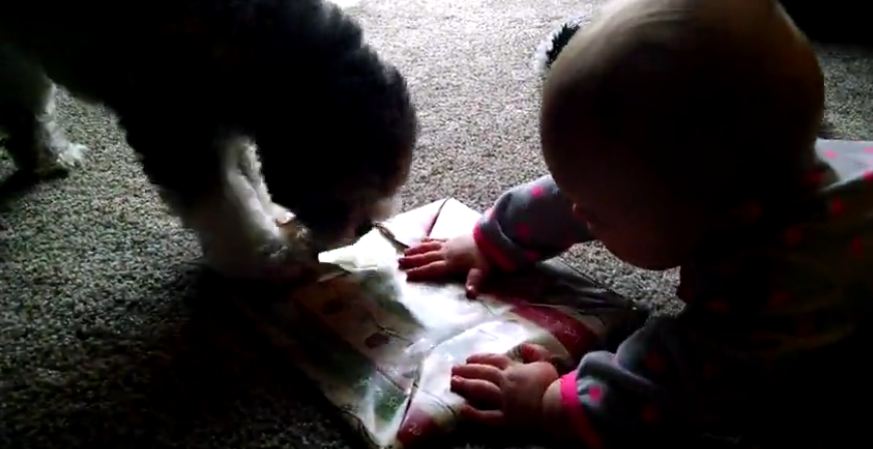 Puppy helps baby open Christmas present