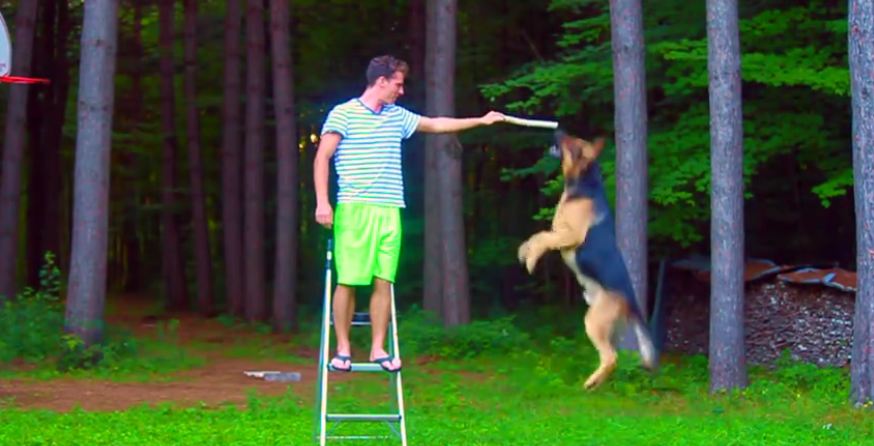 How high can a German Shepherd jump?!