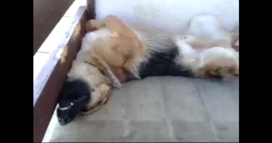 Snoring dog sleeps in hilariously awkward position