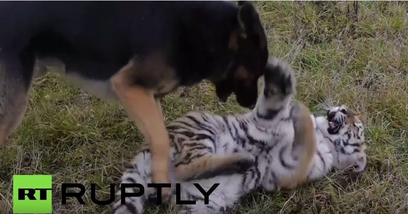 To Help Tigers Socialize, Siberians Let The Cubs Play With Dogs, The Cutest Nannies Ever
