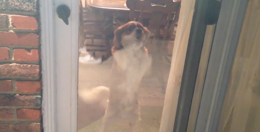 Adorable dog dances when he gets excited