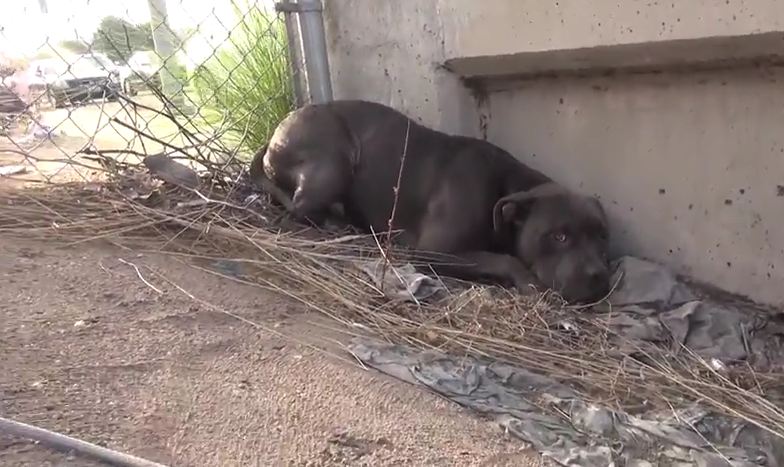 This Poor Pit Bull Lived Next To A Highway Before Rescuers Saved Him From Horror