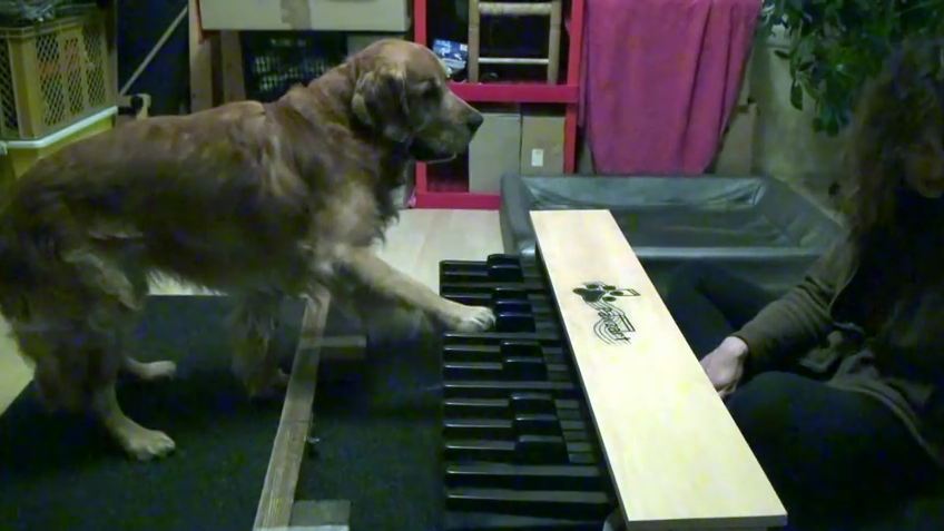 A Pair Of Cute Dogs Show Off Their Pitch-Perfect Music Skills