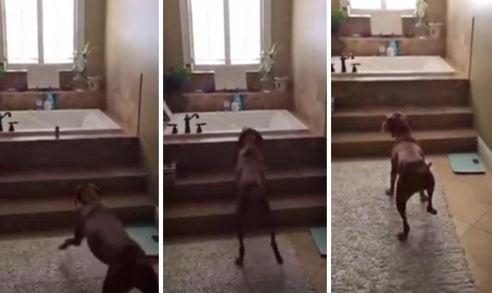 This Dog Who Just Stole Something Is Not As Sneaky As He Thinks!