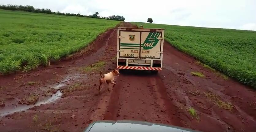 When Two Loving Dogs Refused To Leave Their Dead Owner’s Side, Our Hearts Broke