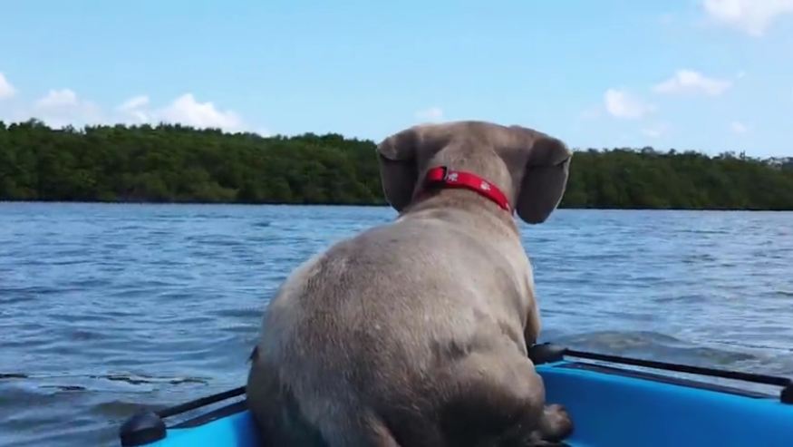 When Her Little Dog Sees A Dolphin, She Does The Cutest, Most Unexpected Thing!