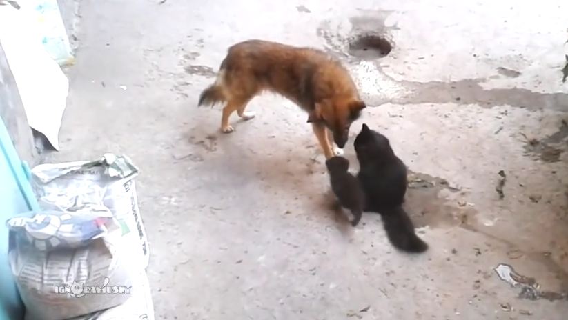 What This Dog Did When She Met A Bunch Of Kittens Is Too Perfect For Words