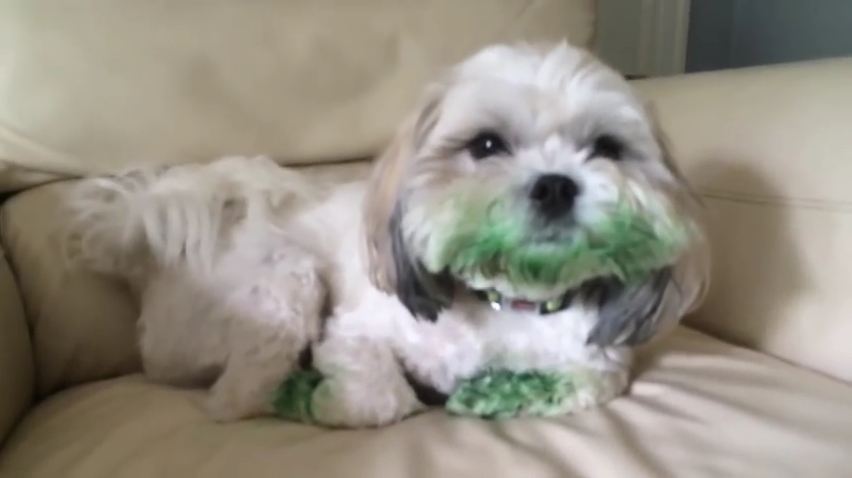 Dog Eats Entire Box of Green Food Coloring