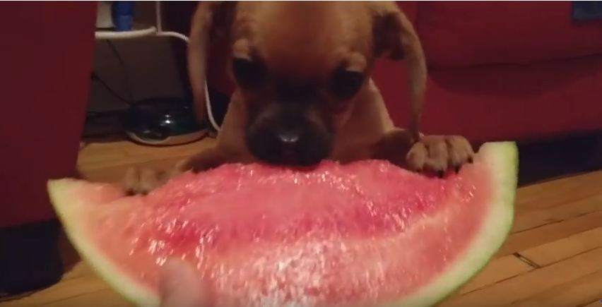 Puppy Tastes Watermelon for the First Time…Instant Addict