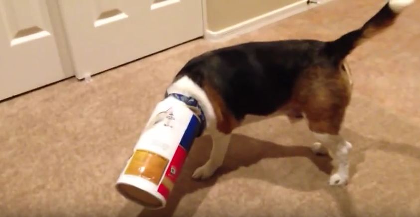 Dog Gets Head Stuck in Oatmeal Tube