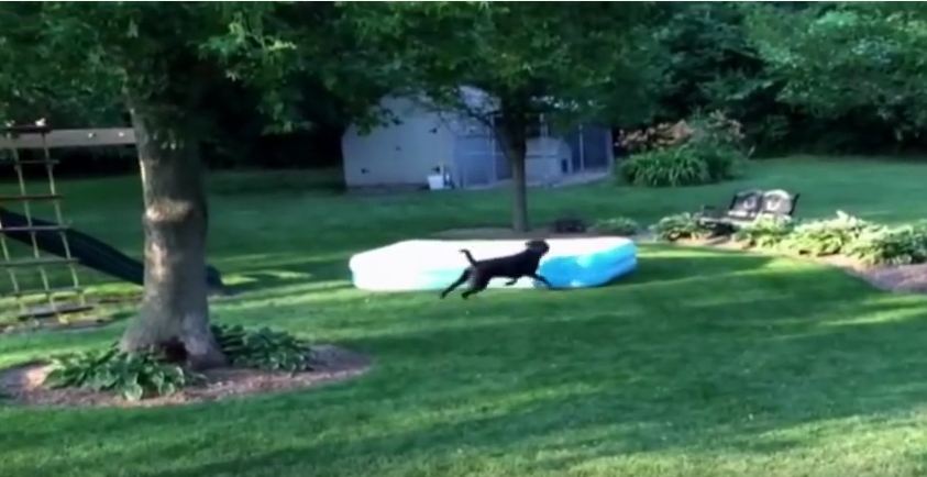 Dog Steals Kiddy Pool and Runs Away