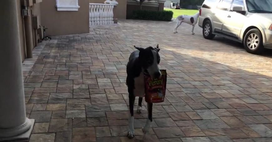 Helpful Great Danes bring in the groceries