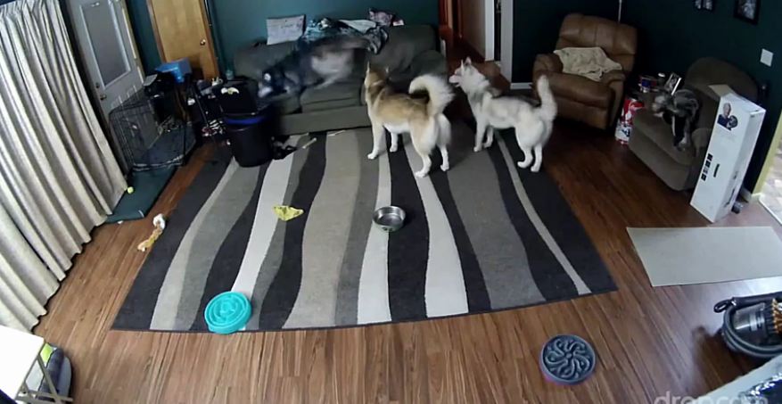 Hidden camera captures hilarious dog behavior