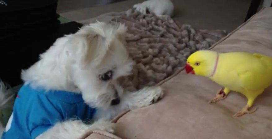 Parrot Competes With Dog For Owner’s Lunch