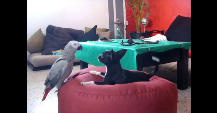Dog and parrot are best friends