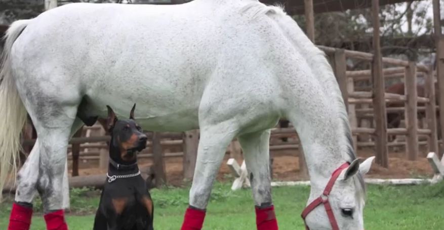 Doberman dog and horse are best friends