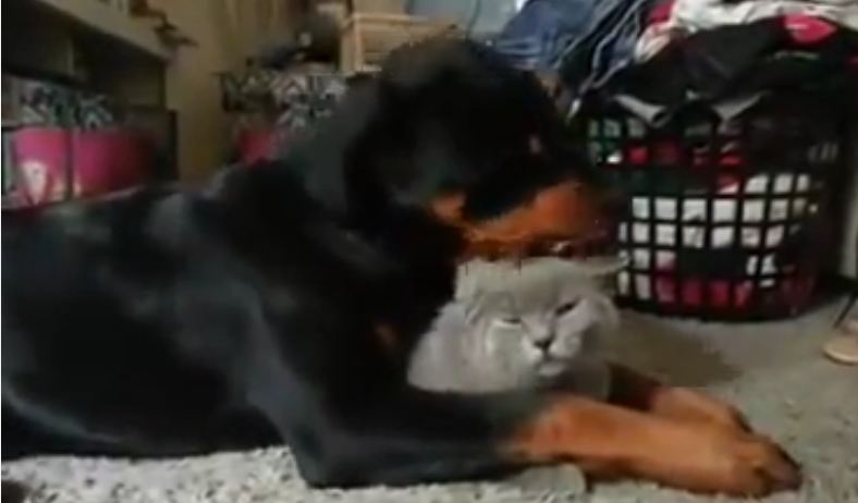 An Adorable Puppy Just Won’t Stop Grooming His Kitty Friend. He Loves Him TOO MUCH.