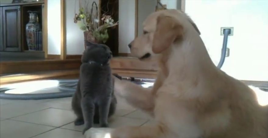 Hilarious animal friendship between age-old rivals
