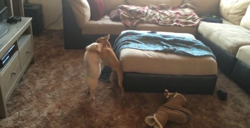 Amazing animal friendship between mini pig and dog