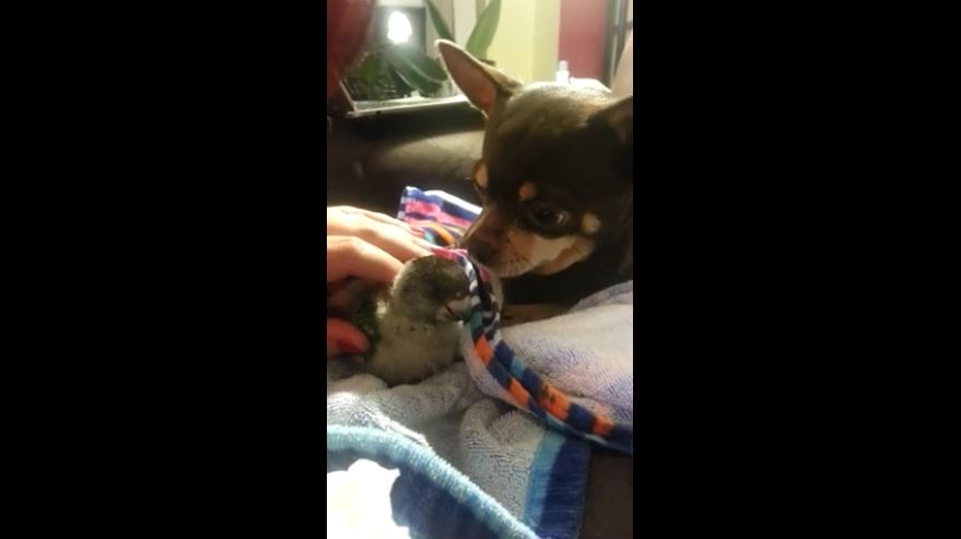 Adorable friendship between dog and baby parrot